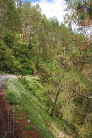 20080701 Photo 1588 1psuq00XBTWYllLfiv0WBXdH1UC3mMAaP.JPG