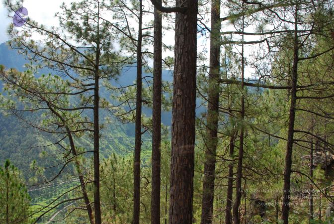 20080701 Photo 1614 1REQYiP4s16aRmiXRbR-cu1qFUtUkw-OT.JPG