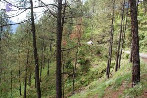 20080701 Photo 1628 16aFfM41VRhBNpNOXHORAK9bHx18uPx U.JPG