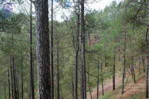 20080701 Photo 1646 1erprnV DY0nSpsArSR217WRzPM9KOKtd.JPG