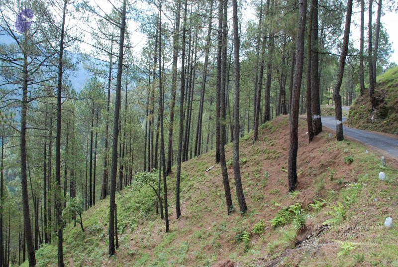 File:20080701 Photo 1654 1ZEP34FVxIHJZ9oiqk6wlB0aZOTqtY6KF.JPG