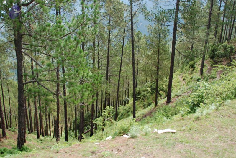 File:20080701 Photo 1663 1YTSZF0eb4hhyfmwKmjwdqKMizWrrwfos.JPG