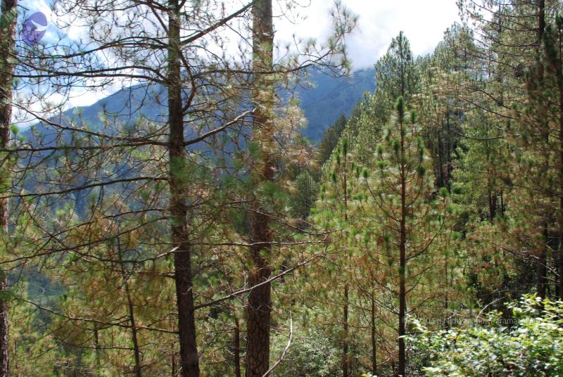 File:20080701 Photo 1673 11pebTuSZz-T4Gx-02OrWcBjgmvg-Db0w.JPG