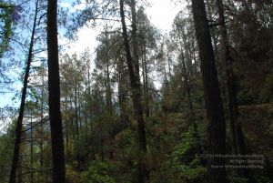 20080701 Photo 1689 1RInIW5WeXD2SRSyIaRSeRDlQ40vAdcPU.JPG