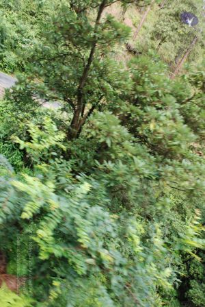 20080701 Photo 1698 1BdxwV~YK0pl3pDc6-s7m7K2b-R6eecR.JPG