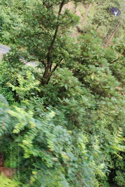 File:20080701 Photo 1698 1BdxwV~YK0pl3pDc6-s7m7K2b-R6eecR.JPG