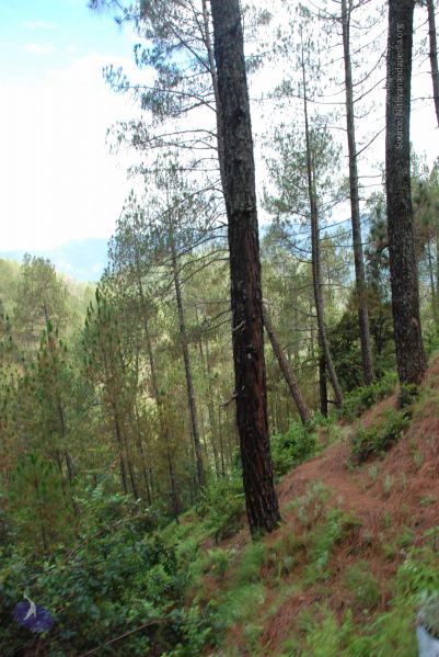 File:20080701 Photo 1712 1JfOSvB2gYfQ19stGL6DGhBGlwdI2YOzw.JPG