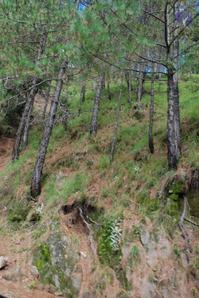 File:20080701 Photo 1716 1DJJM4Q1sW14qcq7Pz5yijLIM0EnbQEzF.JPG