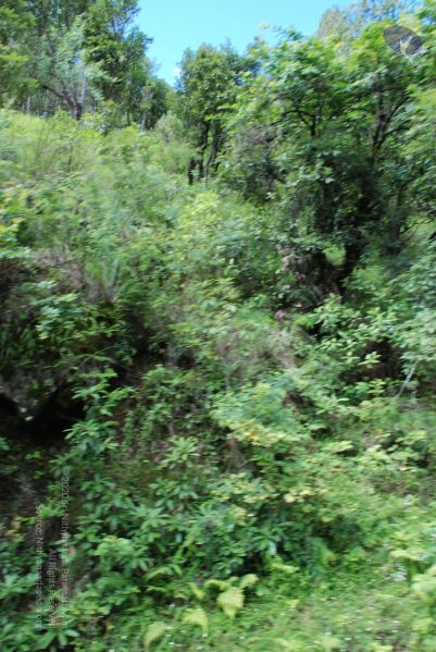 File:20080701 Photo 1717 1YBD8pGIR7DRALm qI-T5xn-ZKduAcG0D.JPG