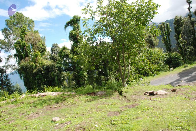 File:20080701 Photo 1723 1rlHzwMIE0MKCMjtAtR26jsSaizzFLb3 .JPG