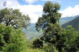 20080701 Photo 1725 1J6lGj6Re6BryW00Mvvbr hizHor7C8Xp.JPG