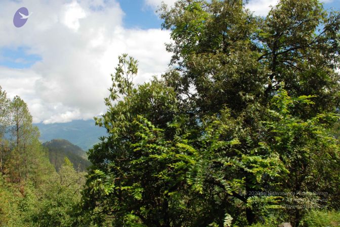 20080701 Photo 1729 1fSbQ5Mz3Jr8lQml44MLWNrL1wZ3viMbu.JPG