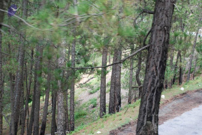 20080701 Photo 1818 1vTpJIS10oTLeQSfKXhNdlOG3ymyhkPg7.JPG