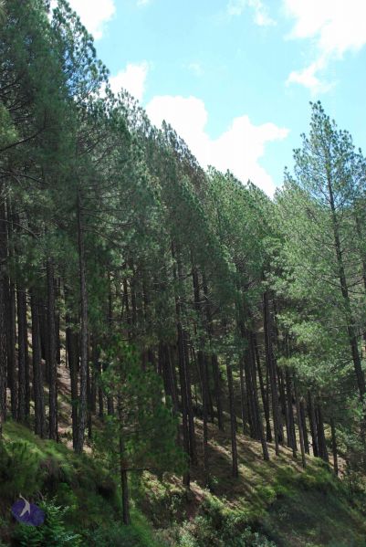 File:20080701 Photo 1833 1OeyNp4U9adWt5VYllqsXkhkPKhw 62DE.JPG