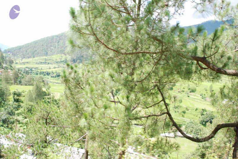 File:20080701 Photo 1836 17DP4OOPX Zcmibasy0mcnqauq5dcJ0ek.JPG