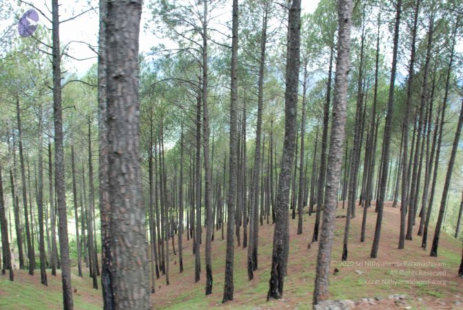 20080702 DSC 0063 CMP WM.jpg