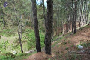 20080702 DSC 0077 CMP WM.jpg