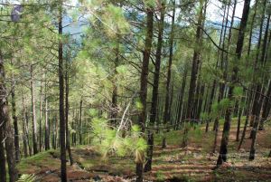 20080702 DSC 0097 CMP WM.jpg