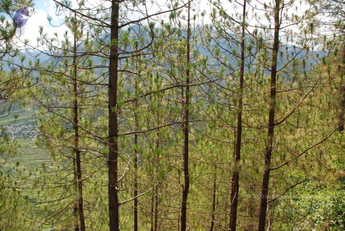 20080702 DSC 0140 CMP WM.jpg