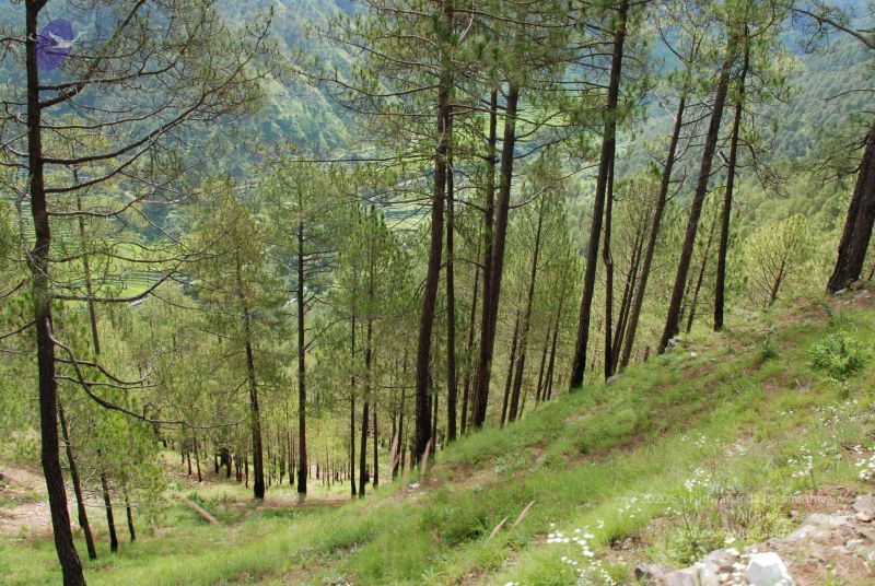 File:20080702 DSC 0149 CMP WM.jpg