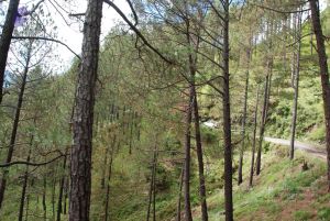 20080702 DSC 0156 CMP WM.jpg