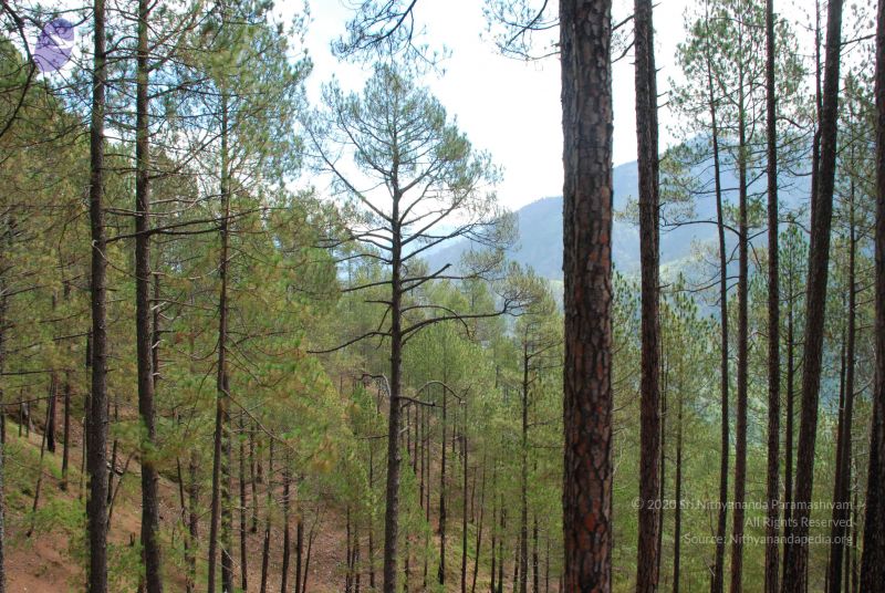 File:20080702 DSC 0187 CMP WM.jpg