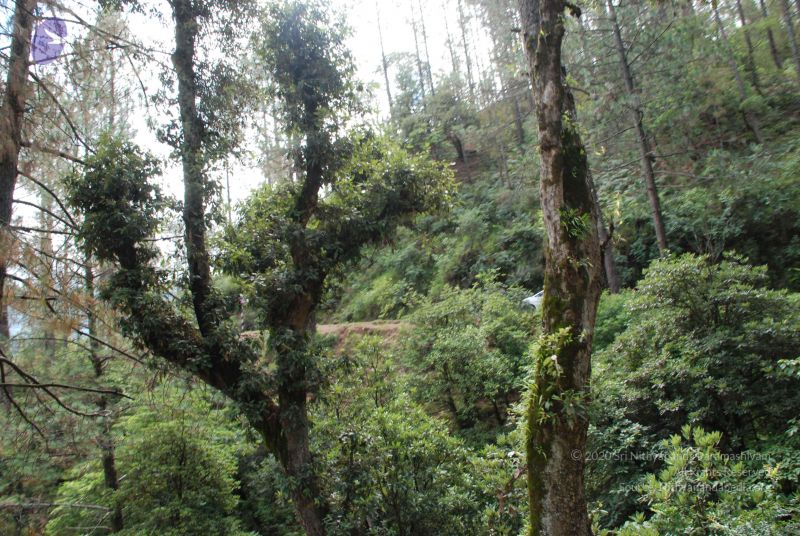 File:20080702 DSC 0219 CMP WM.jpg