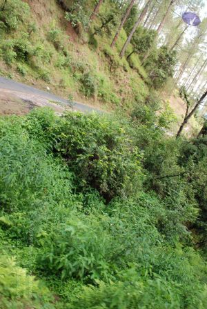 20080702 DSC 0226 CMP WM.jpg