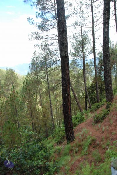 File:20080702 DSC 0242 CMP WM.jpg