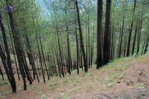 20080702 DSC 0245 CMP WM.jpg