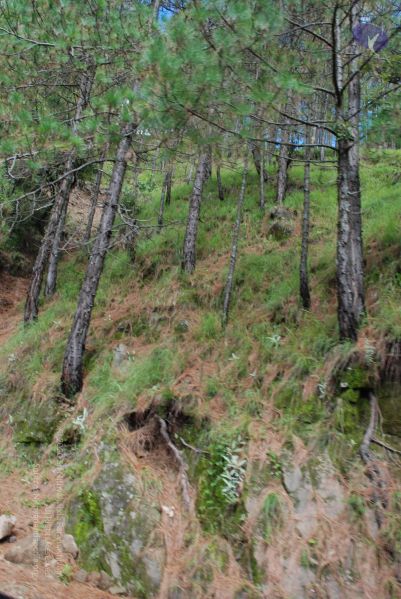 File:20080702 DSC 0246 CMP WM.jpg