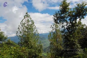 20080702 DSC 0258 CMP WM.jpg