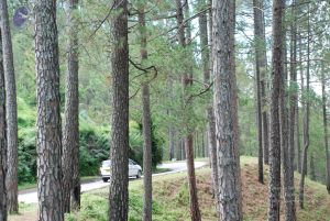 20080702 DSC 0344 CMP WM.jpg