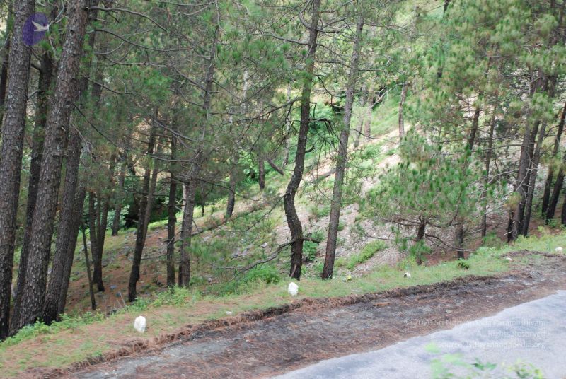 File:20080702 DSC 0350 CMP WM.jpg