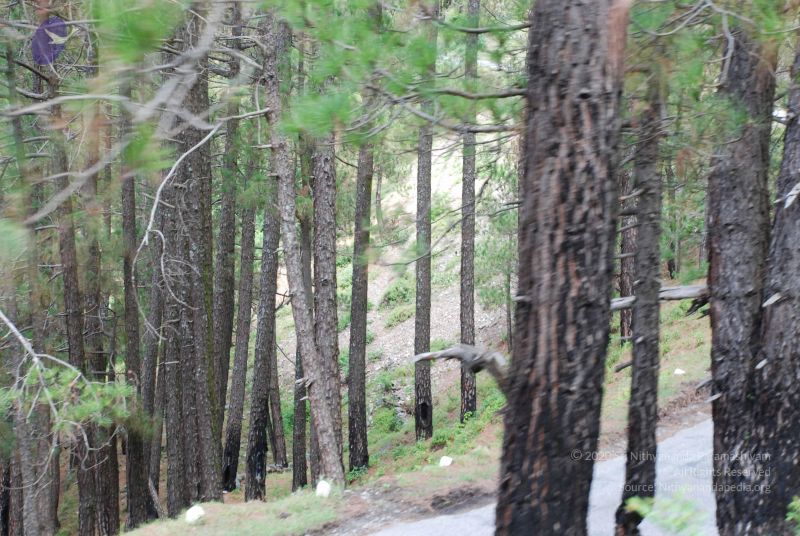 File:20080702 DSC 0352 CMP WM.jpg