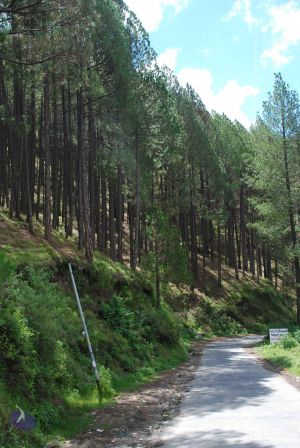 20080702 DSC 0381 CMP WM.jpg