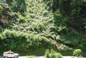 20080702 DSC 0489 CMP WM.jpg