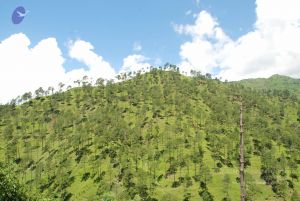 20080702 DSC 0551 CMP WM.jpg