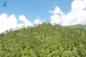 20080702 DSC 0552 CMP WM.jpg