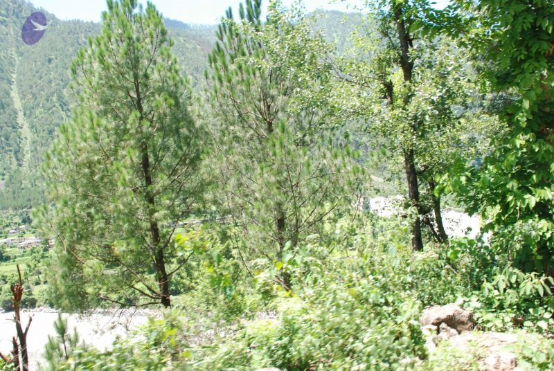 File:20080702 DSC 0623 CMP WM.jpg