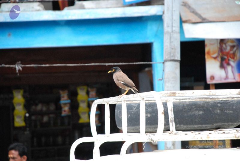 File:20080707 Photo 1017 1jwxjM7qTE2YC4GmTuVf0Uma0chN9d57a.JPG