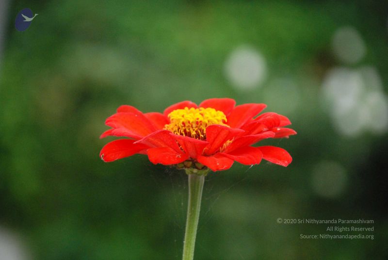 File:20080707 Photo 1108 1HeBnMdhUBOXIQIdcjFStyZABSmQtDC2z.JPG