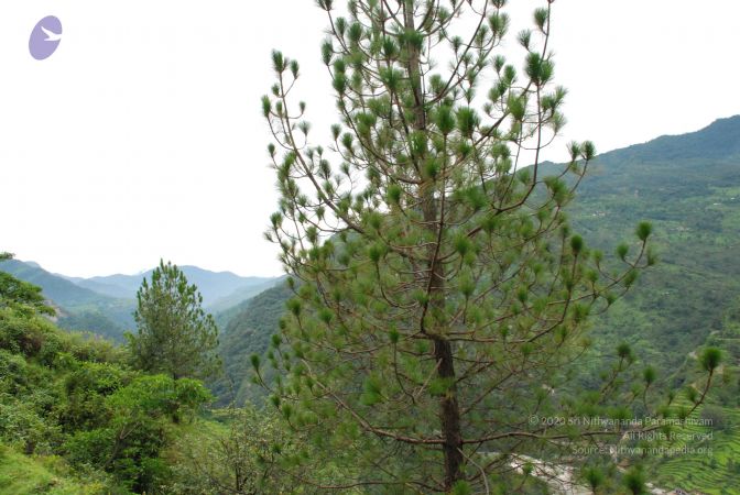 20080707 Photo 1297 1 k V1VbJXFMXwNQqwzoPmIfPEZelrNlj.JPG