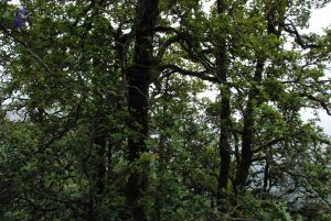 20080707 Photo 1410 1pnHcNmBnMVyYfvSnJYPCo8PIqwE6XSHb.JPG