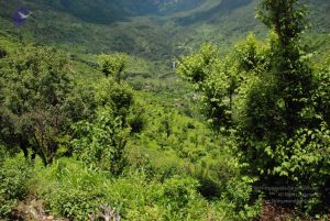 20080707 Photo 1515 1ccatg184QA4IOj8ujvLXuL1eAEJS4VMl.JPG