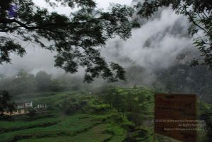 20080708 DSC 0127 CMP WM.jpg