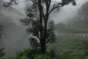 20080708 DSC 0170 CMP WM.jpg