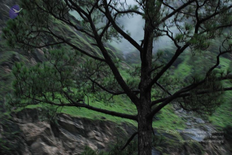 File:20080708 DSC 0374 CMP WM.jpg