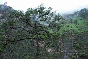 20080708 DSC 0375 CMP WM.jpg