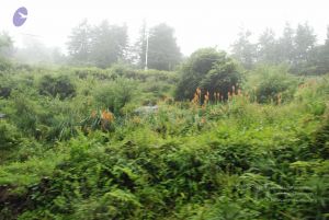 20080708 DSC 0496 CMP WM.jpg